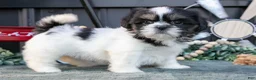 Shih Tzu dogs for sale: Melody - Ad 2
