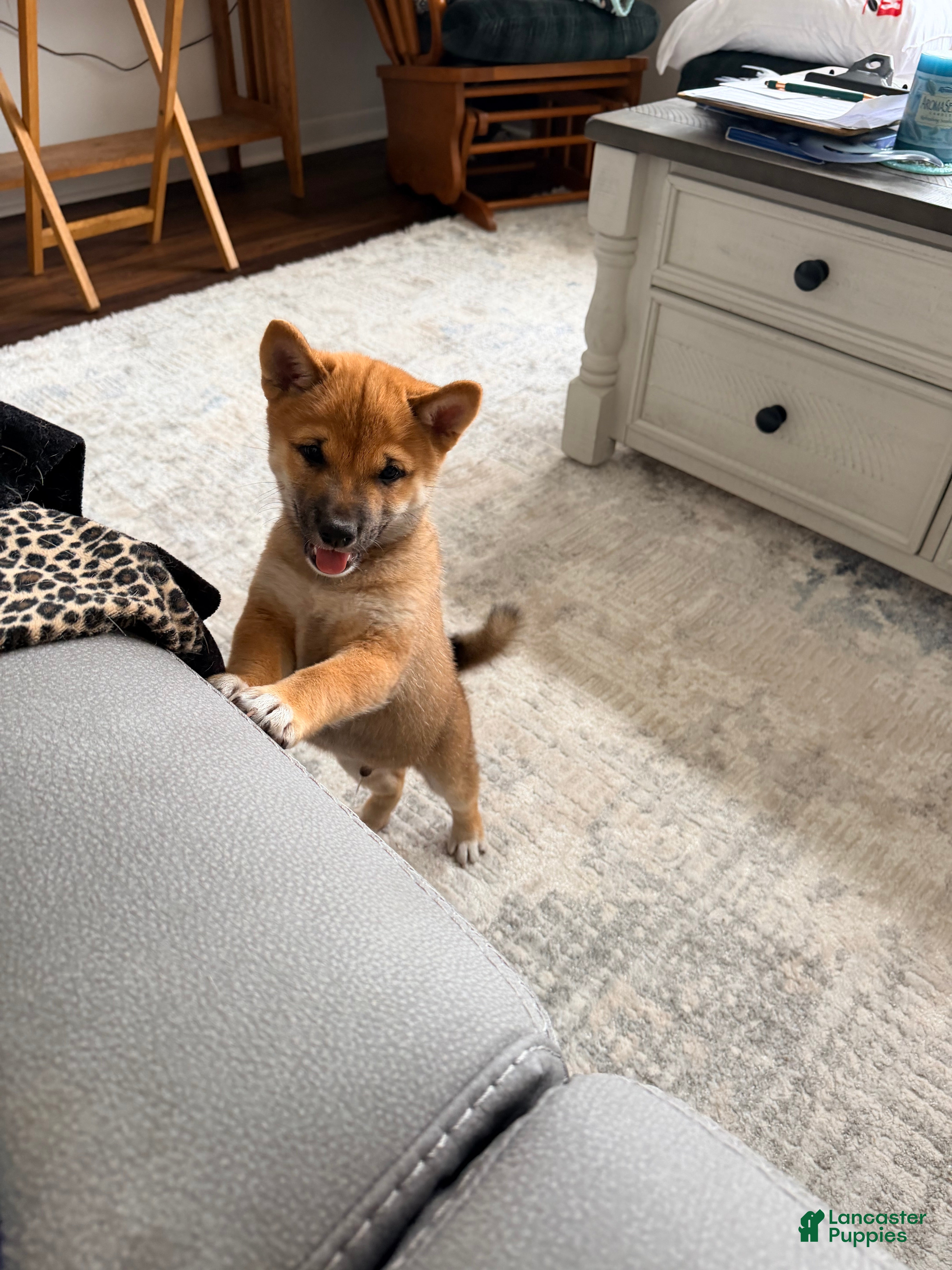 Shiba Inu (Shiba Inu, Male) in Patrick Space Force Base, FL