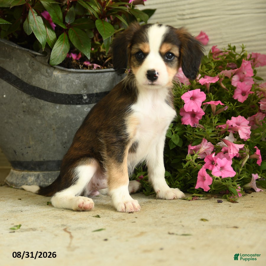 Mixed Breed dogs Josie - Ad 1