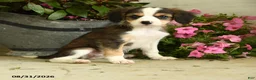 Mixed Breed dogs for sale: Josie - Ad 1