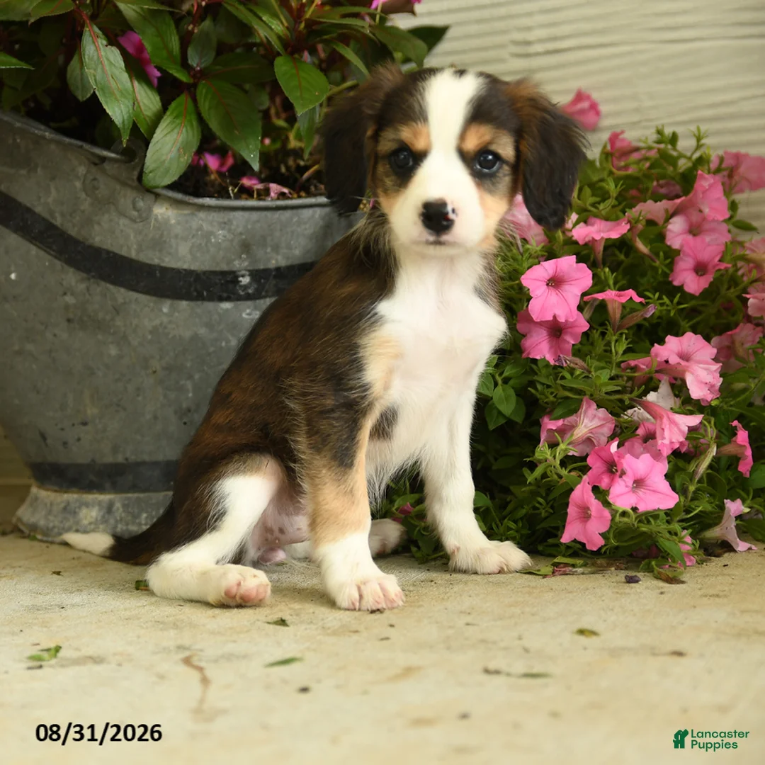 Mixed Breed dogs for sale: Josie - Ad 1