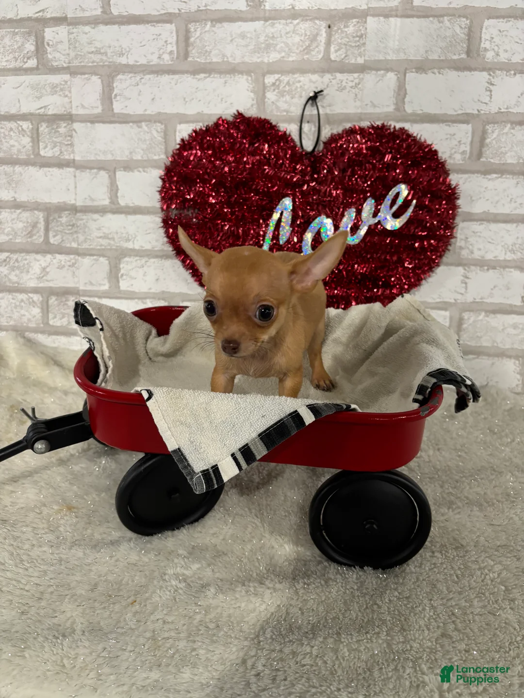 Chihuahua dogs for sale: Rusty - Ad 2