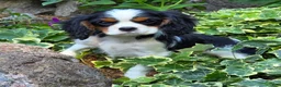 Cavalier King Charles Spaniel dogs for sale: Commet - Ad 5