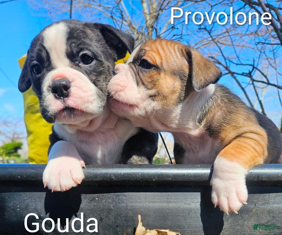 Olde English Bulldogge dogs Gouda FEMALE - Ad 2