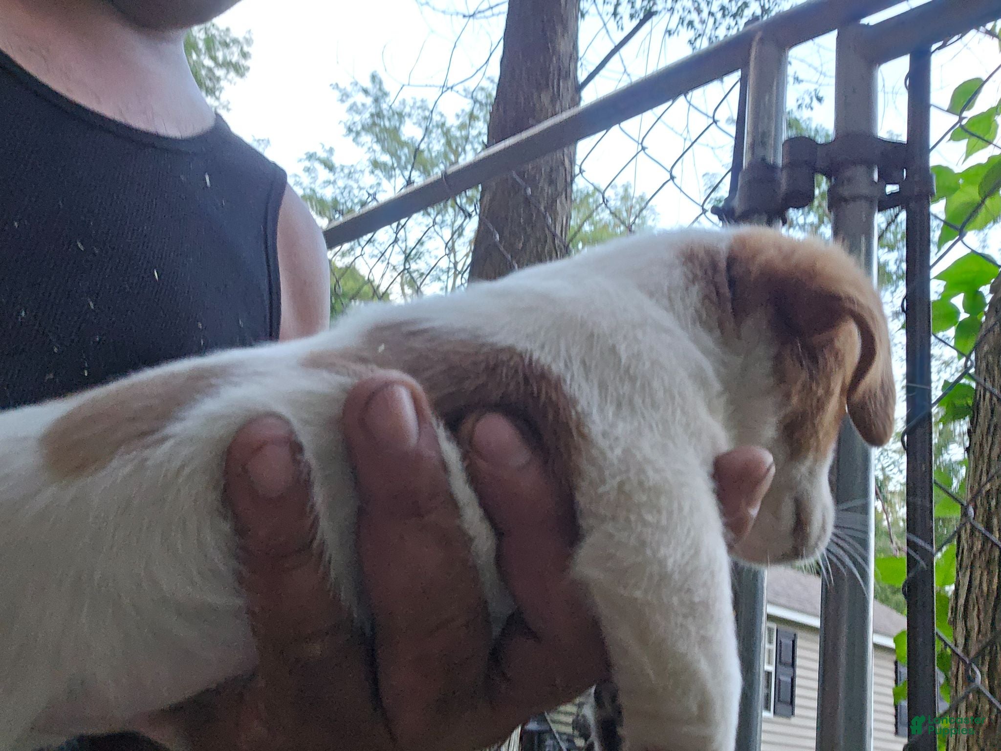 Jack Russell Terrier dogs Jack Russell Terrier 3 - Ad 2