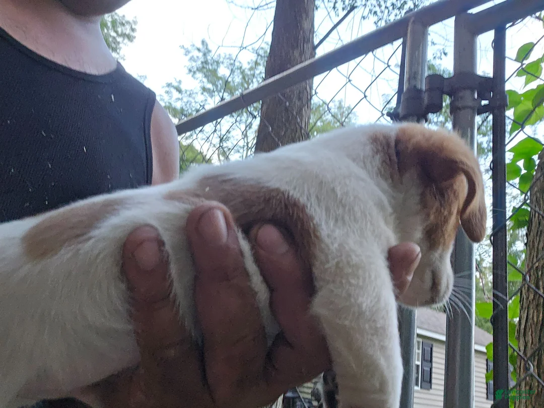 Jack Russell Terrier dogs for sale: Jack Russell Terrier 3 - Ad 2