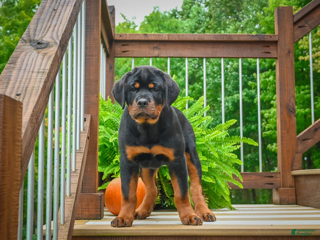 Rottweiler dogs for sale:  Sasha 🐾 - Ad 2