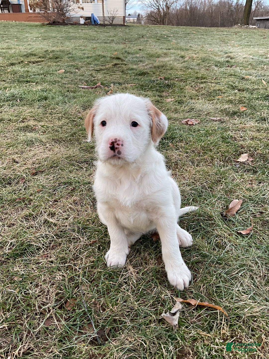 Mixed Breed dogs for sale:  Bernice - Ad 3