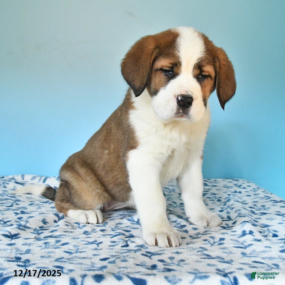 Mixed Breed dogs for sale: Bella   - Ad 2