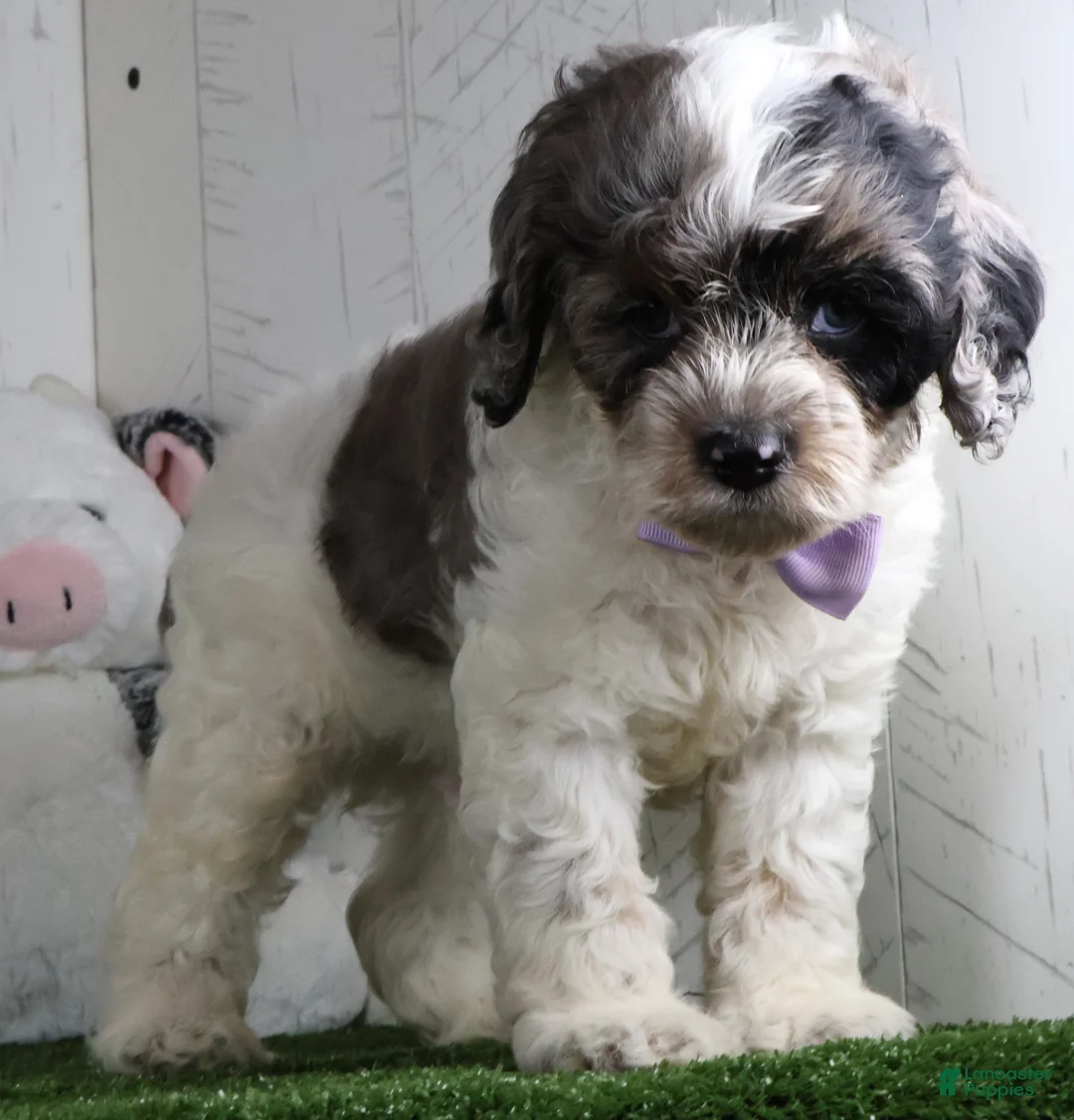 Cockapoo dogs for sale: Winston - Ad 2