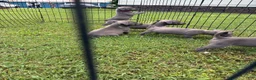 American Pit Bull Terrier dogs for sale: Donatello Versace  - Ad 15