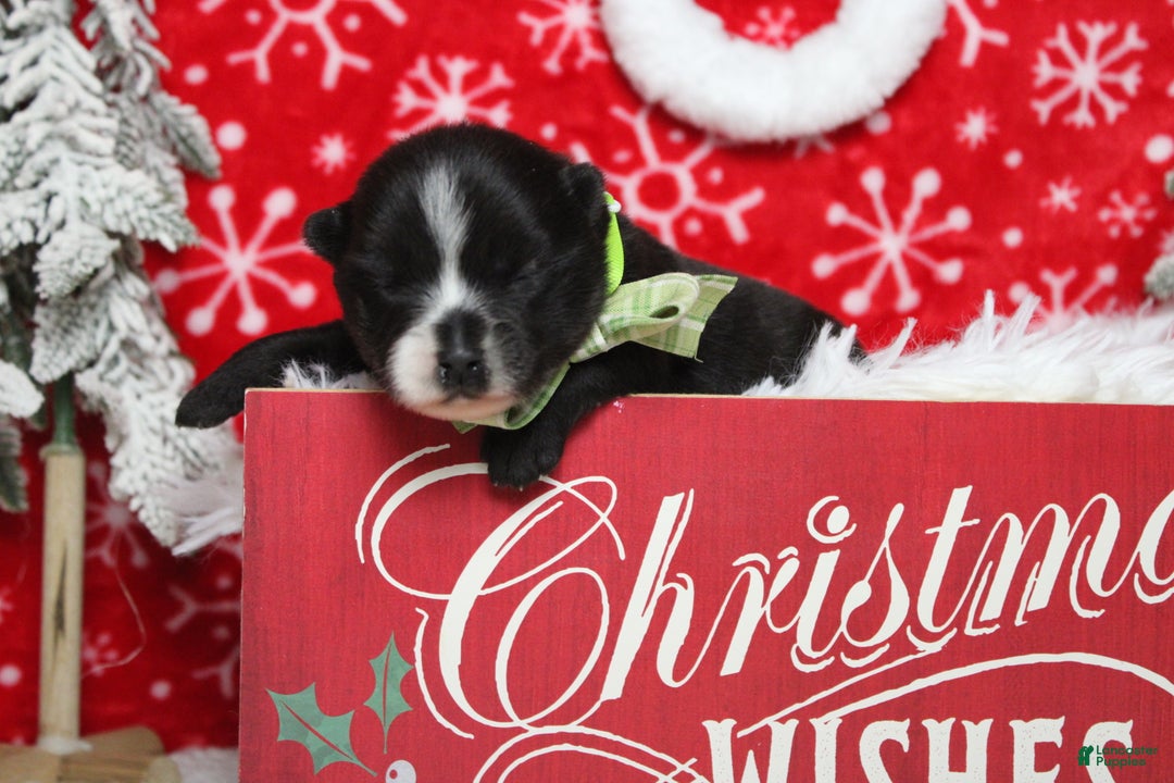 Pomsky dogs for sale: Luey  - Ad 8