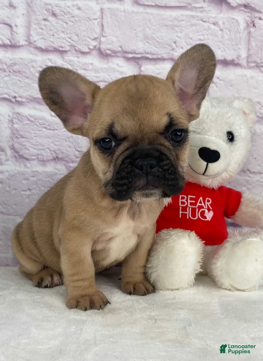 French Bulldog dogs for sale: Payton - Ad 1