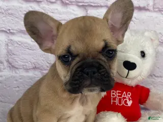 French Bulldog dogs Payton - Ad 17