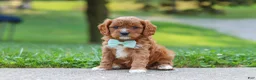 Cavapoo dogs for sale: Maverick - Ad 3