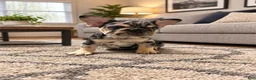 French Bulldog dogs for sale: French Bulldog 1 - Ad 1