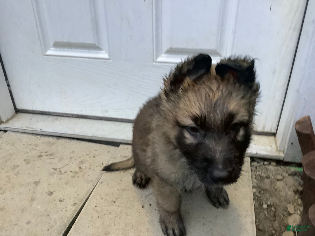 German Shepherd dogs for sale: Grizly - Ad 5