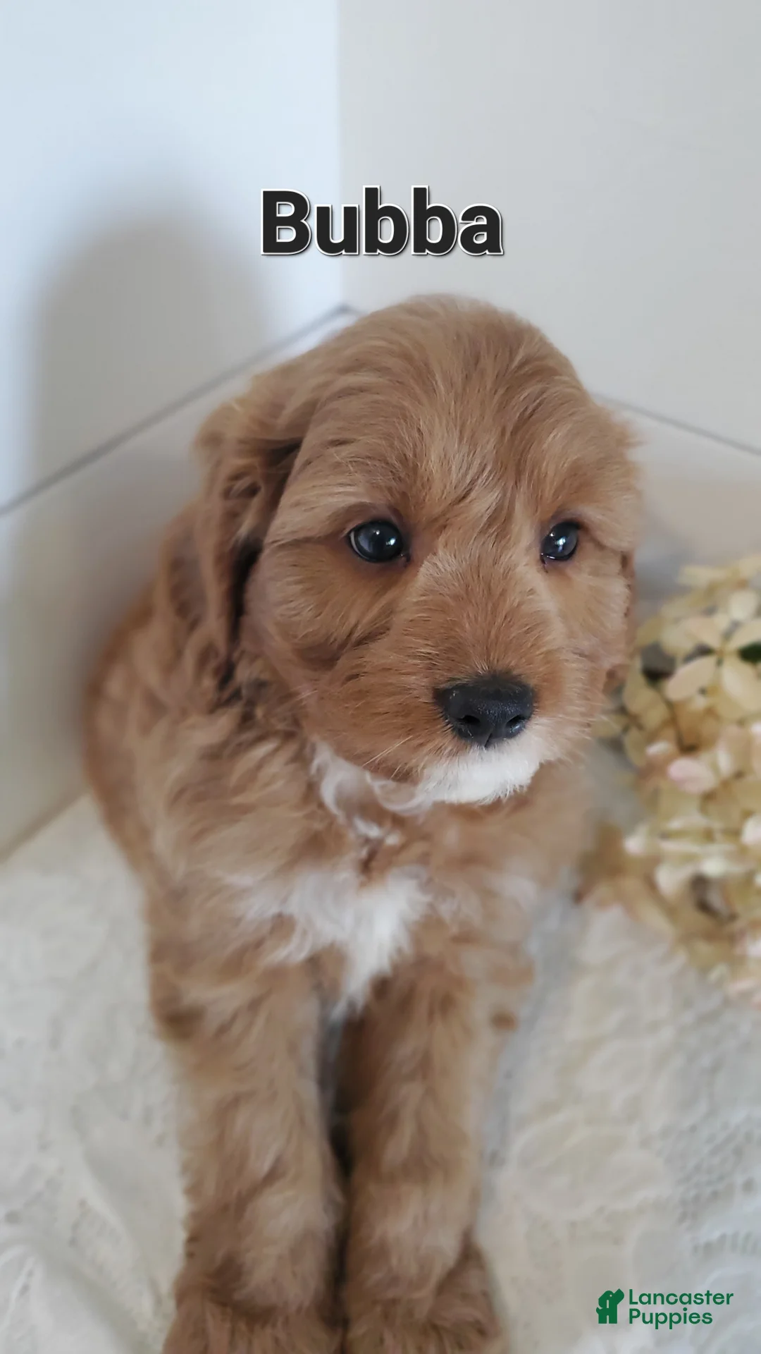 Cavapoo dogs for sale: Bubba - Ad 2