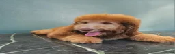 Bernedoodle dogs for sale: Ginger w golden eyes  - Ad 6