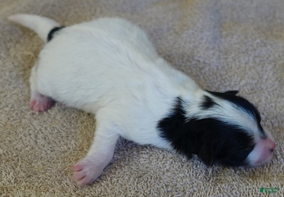 Yorkshire Terrier dogs for sale: Xena exotic parti - Ad 1