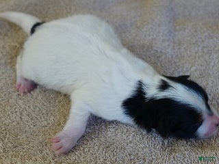 Yorkshire Terrier dogs Xena exotic parti - Ad 27