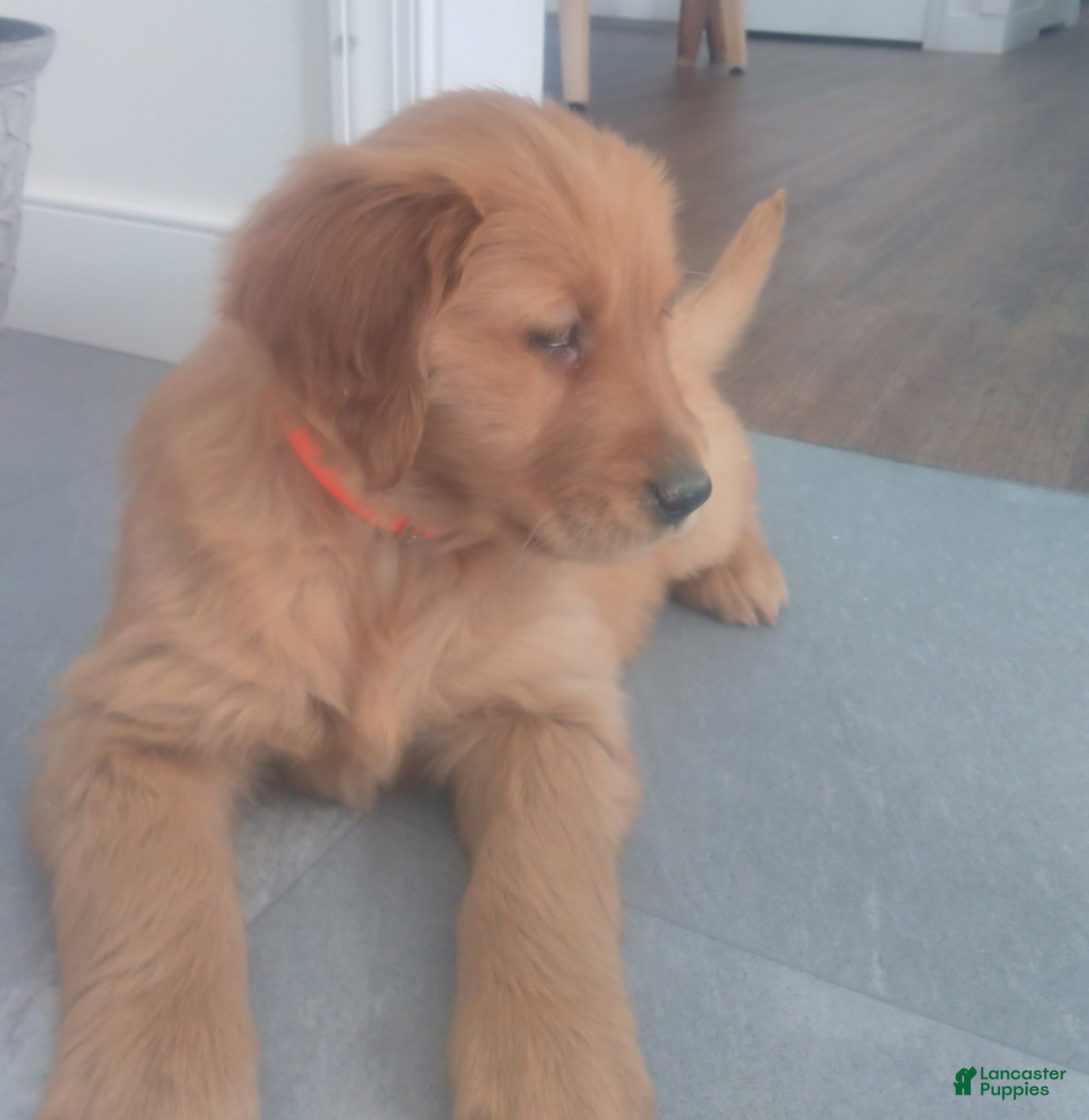 Golden Retriever dogs Poppy –(orange collar) “Life is a party, and I’m invited!” - Ad 2