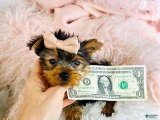 Yorkshire Terrier dogs Yorkshire Terrier Puppy 2 - Ad 36