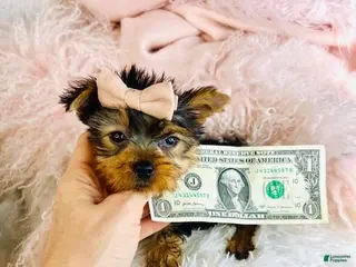 Yorkshire Terrier dogs Yorkshire Terrier Puppy 2 - Ad 35