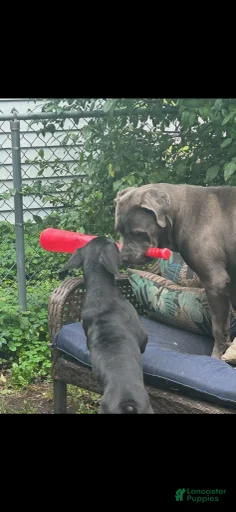 Gallery Image {{count}}