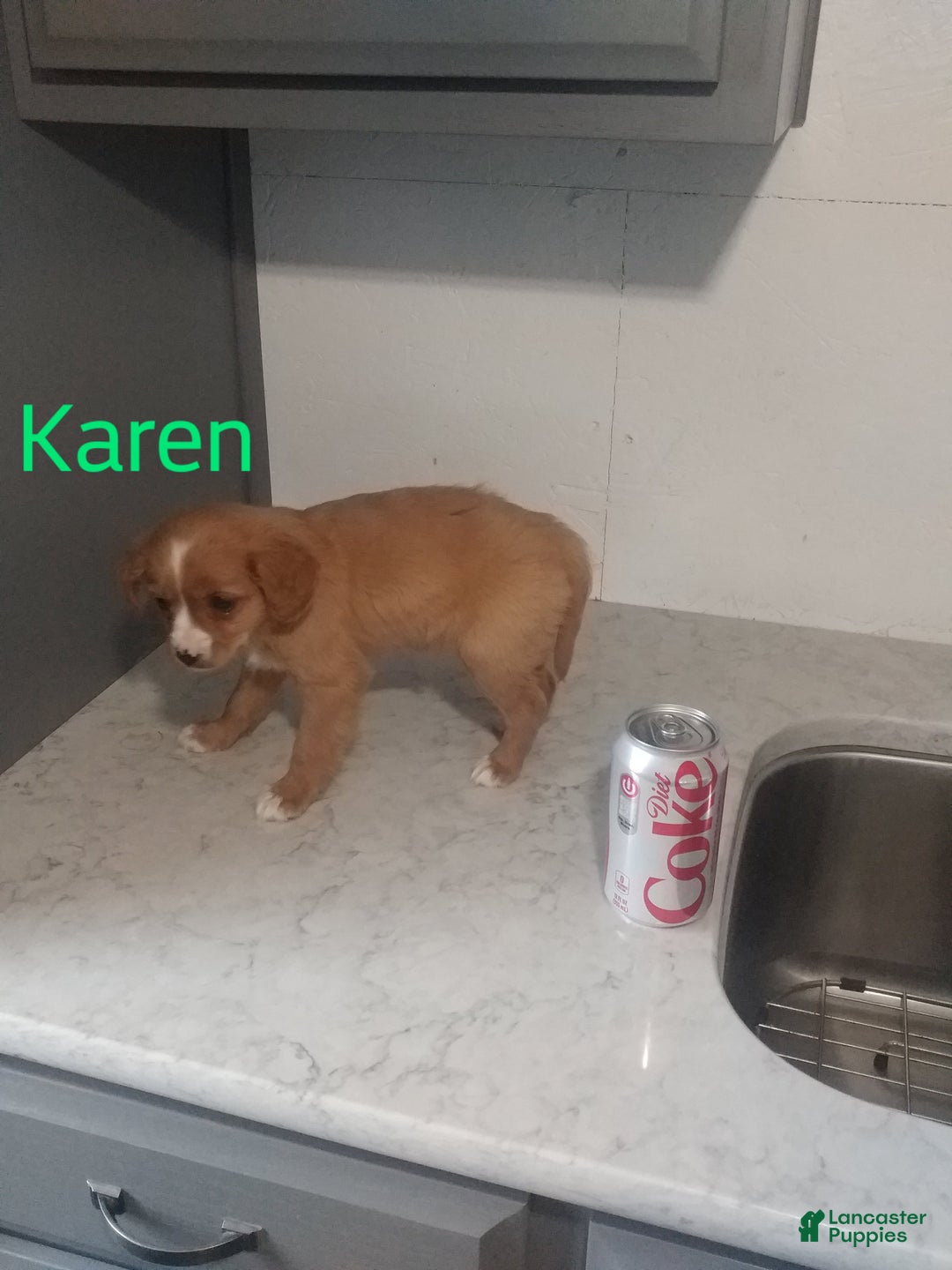 Mixed Breed dogs for sale: Karen - Ad 3