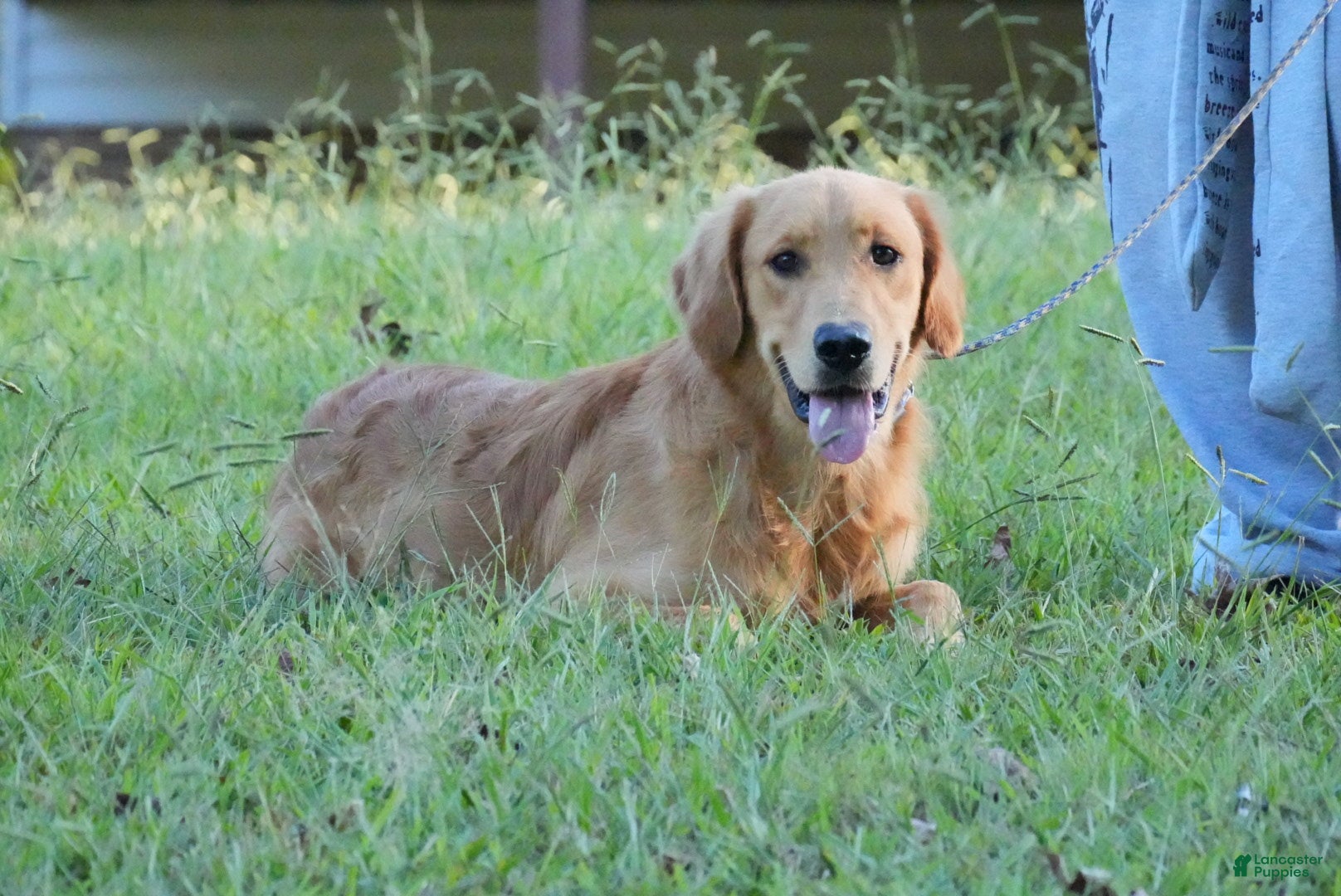 Golden Retriever dogs Koby - Ad 27