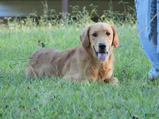 Golden Retriever dogs Koby - Ad 27