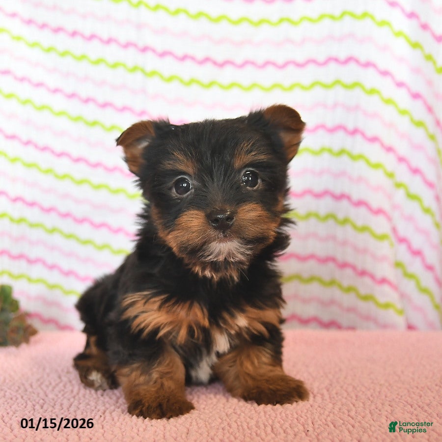 Yorkshire Terrier dogs for sale: Cassie   - Ad 2