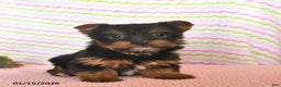 Yorkshire Terrier dogs for sale: Cassie   - Ad 1