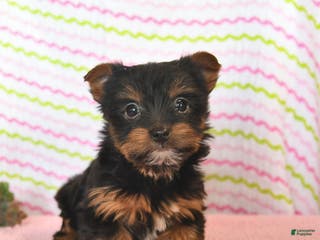 Yorkshire Terrier dogs for sale: Cassie - Ad 2