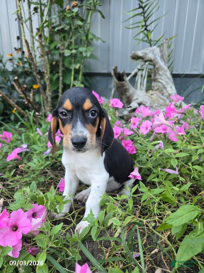 Beagle dogs Brody - Ad 2