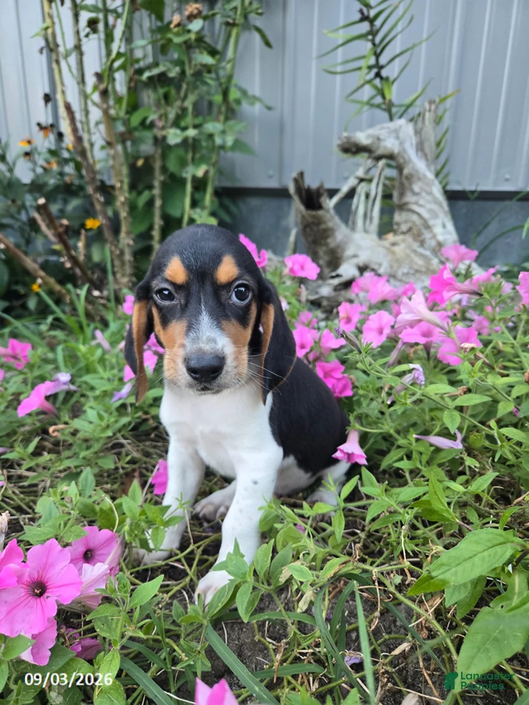 Beagle dogs for sale: Brody - Ad 2