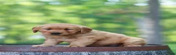 Golden Retriever dogs for sale: Blossom - Ad 8