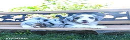 Mini Bernedoodle dogs for sale: Lilac - Ad 5