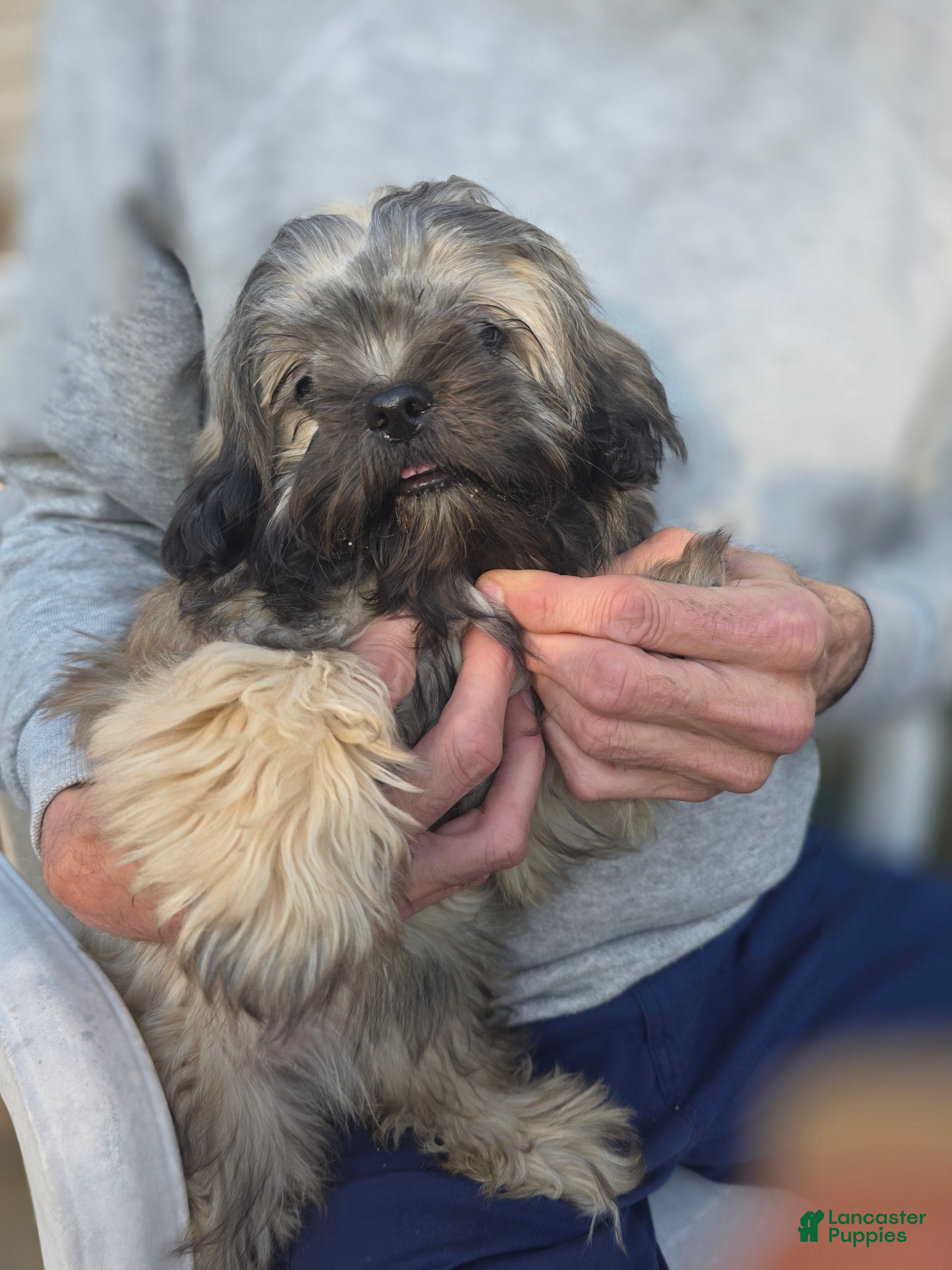 Shihpoo dogs Wolfie - Ad 2