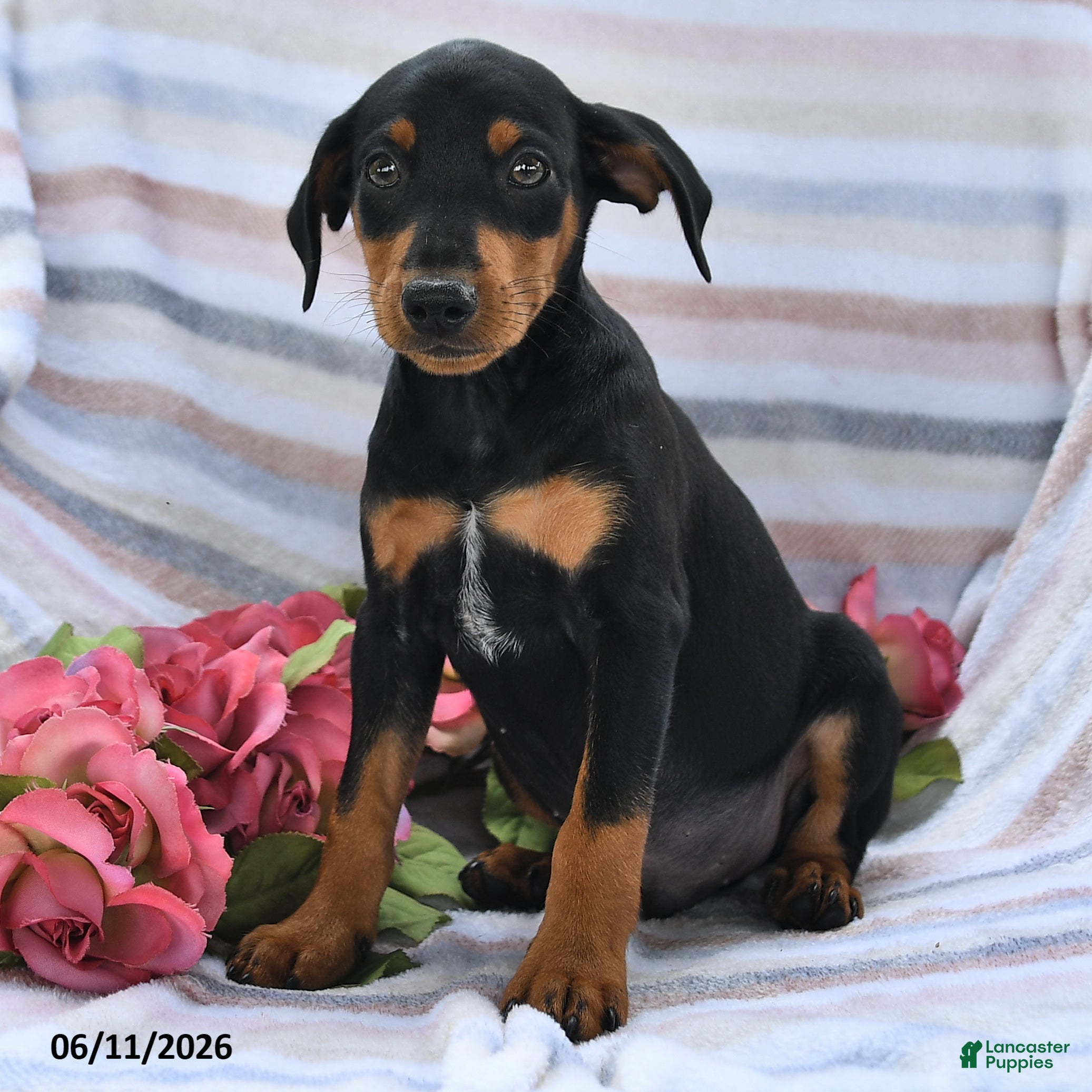 Miniature Pinscher dogs Cory - Ad 2