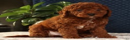Miniature Poodle dogs for sale: Sandy - Ad 7