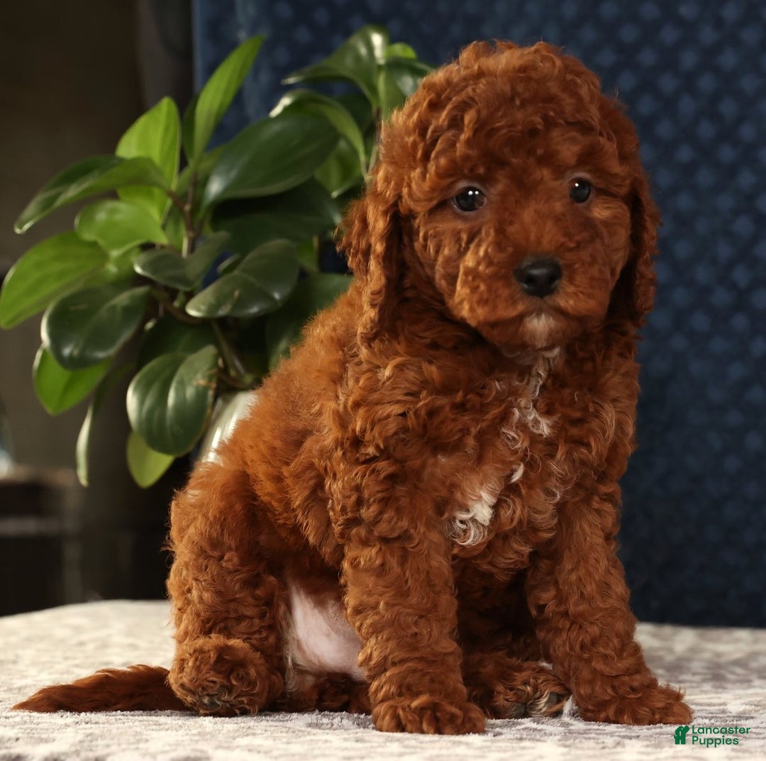 Miniature Poodle dogs for sale: Sandy - Ad 7