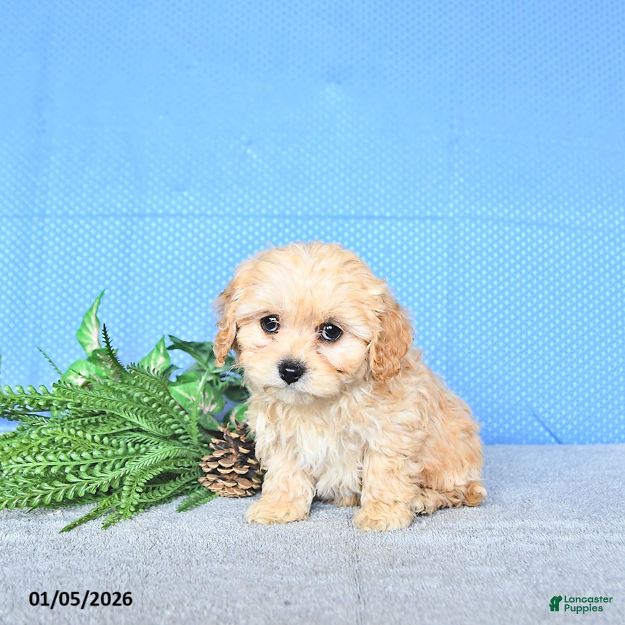 Cavapoo dogs Cody - Ad 10