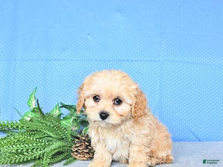 Cavapoo dogs Cody - Ad 10