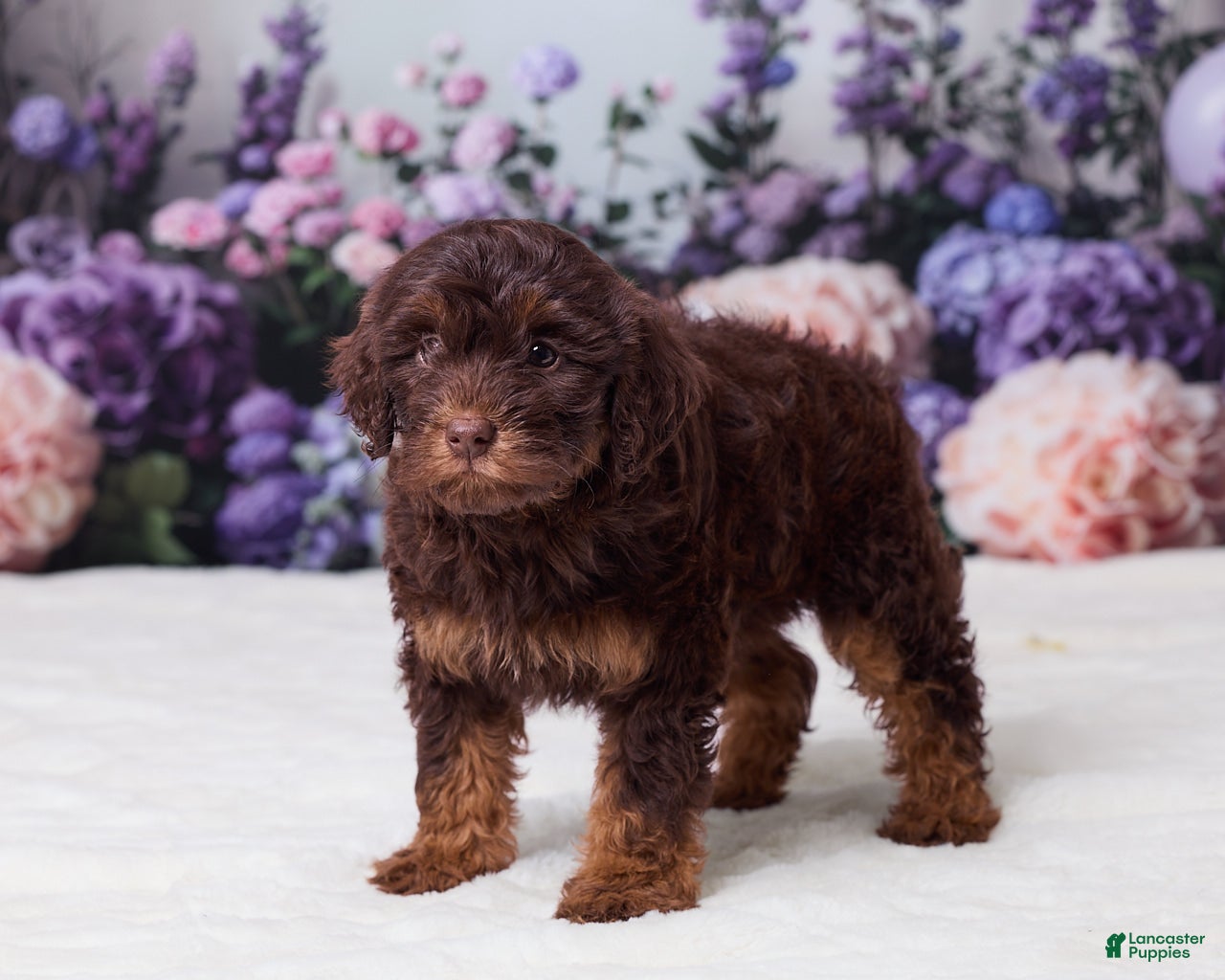 Mini Goldendoodle dogs Carla - Ad 2