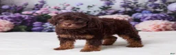 Mini Goldendoodle dogs for sale: Carla - Ad 2