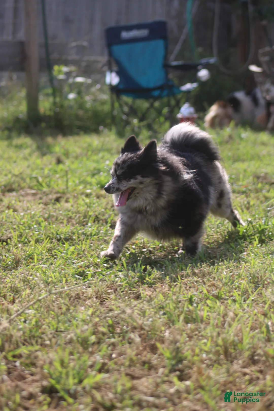 Pomeranian dogs for sale: Tank - Ad 6