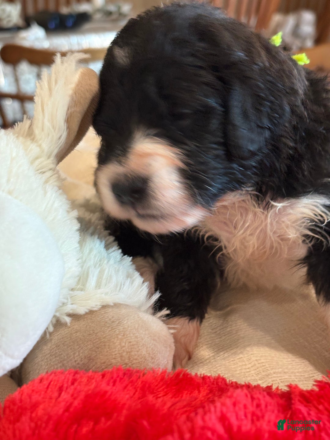 Mixed Breed dogs for sale: Female # 1 English Shepherd Doodle - Ad 5