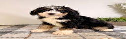 Bernedoodle dogs for sale: Brooklyn - Ad 2